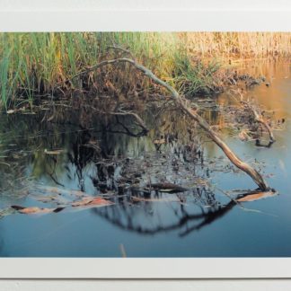 Imatge d'unes branques mortes, fulles, i vegetació humida a una petita llacuna.